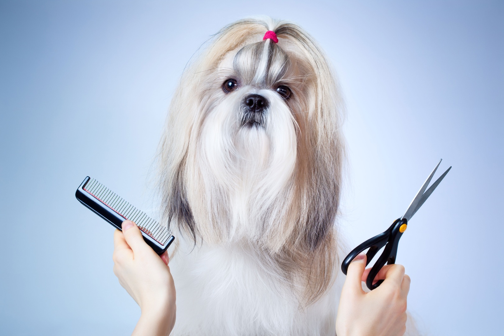 A dog with long hair is getting his groomed.